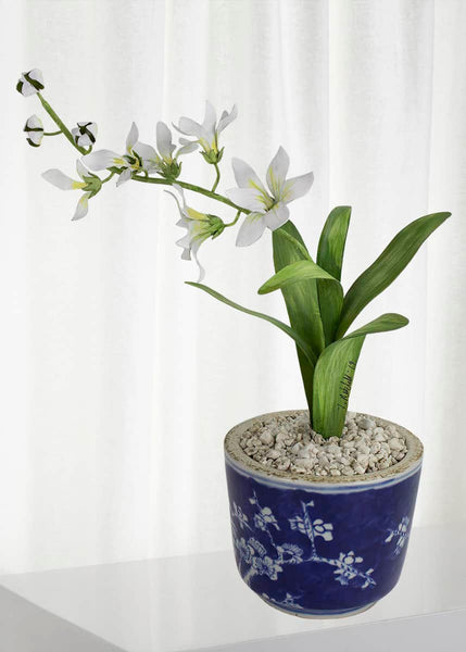 freesia plant in pot Freesia March Birth Flower in White Terracotta Pot – Non(e)such