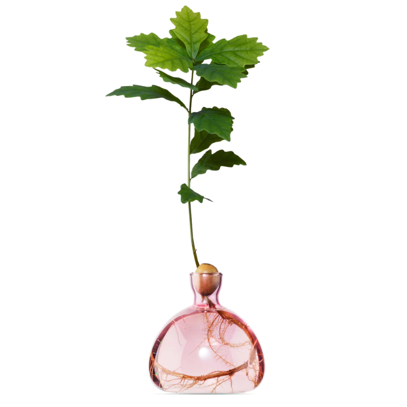 Rose Pink Acorn Vase