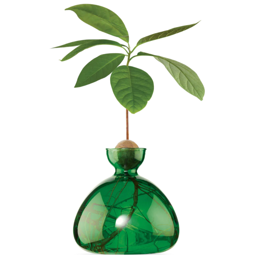 Emerald Green Avocado Vase