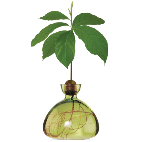 Grass Green Avocado Vase