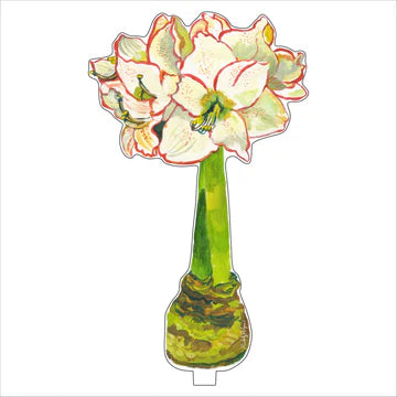 White Amaryllis-Large