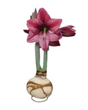 Amaryllis Revelation Flower Bulb
