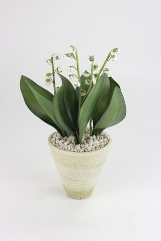Lily of the Valley in Terracotta Pot