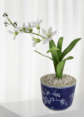 Freesia March Birth Flower in White Terracotta Pot