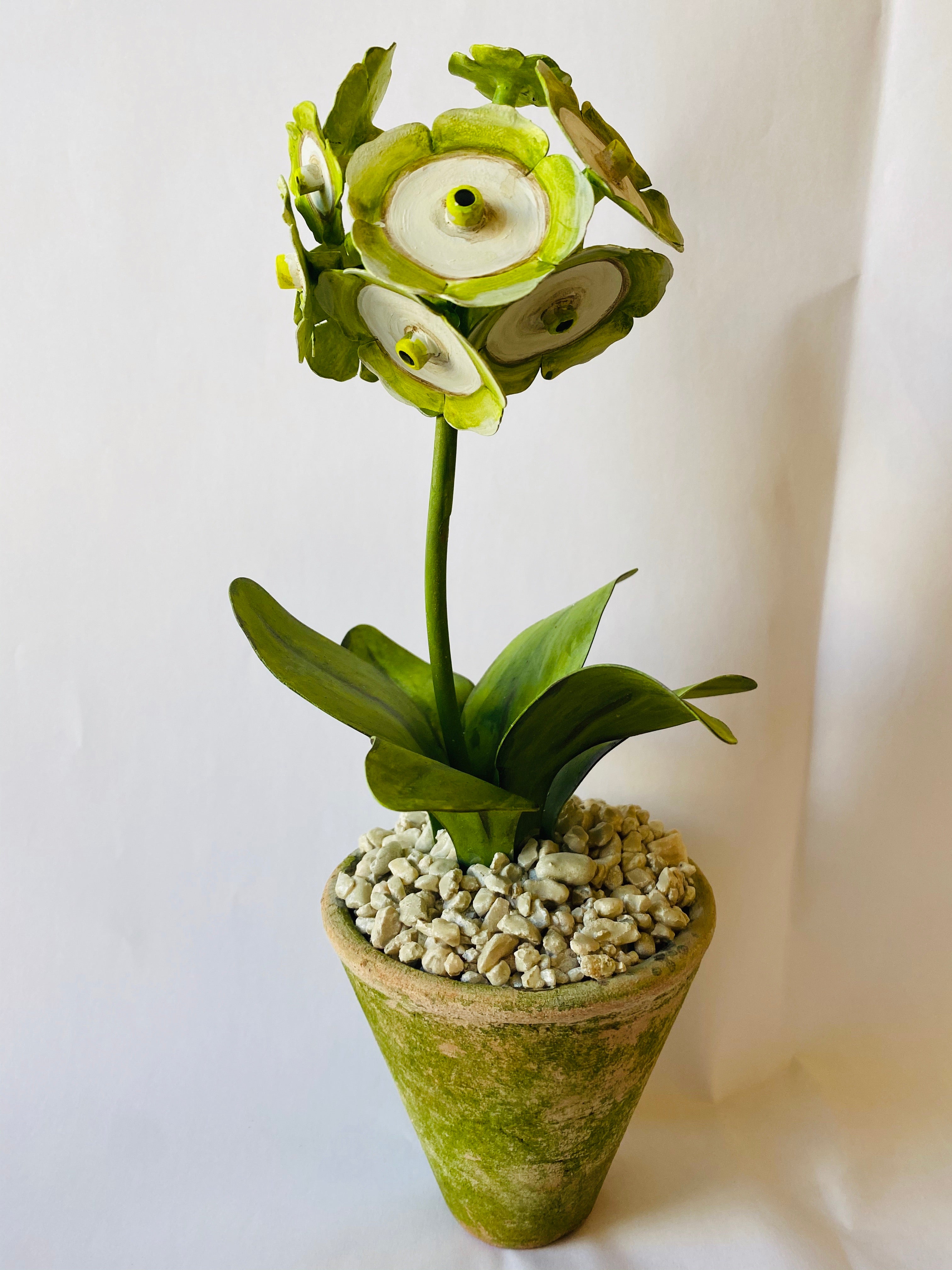 Studio Auricual Green & White in Terracotta Pot